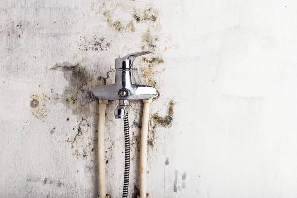 Best Post-Remediation Services in Ortonville, MI