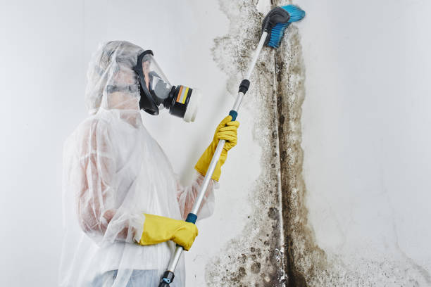 Best Basement Mold Remediation in Ortonville, MI
