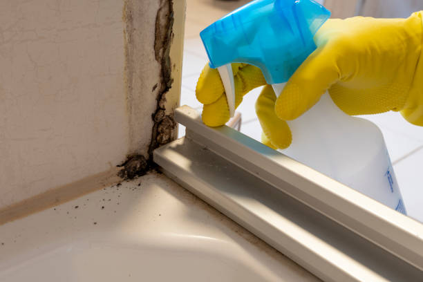 Best Kitchen Mold Remediation in Ortonville, MI