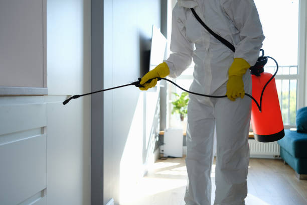Best Black Mold Remediation in Ortonville, MI