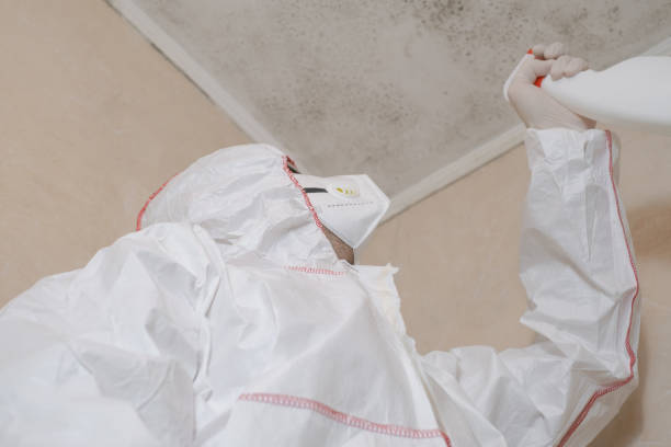 Best Insurance-Related Mold Remediation in Ortonville, MI
