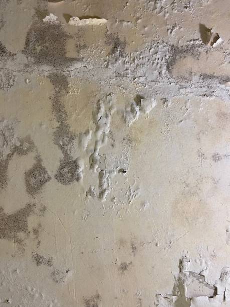 Best Kitchen Mold Remediation in Ortonville, MI