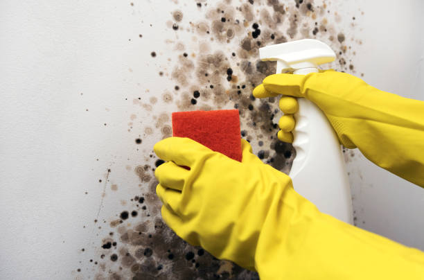 Best DIY Mold Remediation Support Services in Ortonville, MI