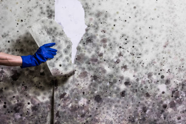 Best Crawl Space Mold Remediation in Ortonville, MI