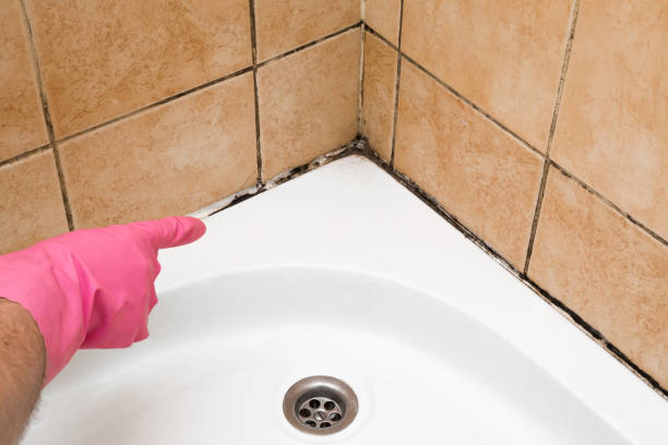 Best Mold Testing and Inspection Services in Ortonville, MI